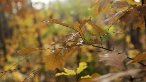 Осенние дожди