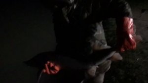 улов осетра на 10 кг