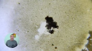 Куркума уничтожает всё живое под микроскопом! Реальный эксперимент, без фальши!