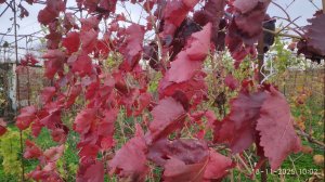 Виноградный сезон заканчивается, скоро начнем продавать