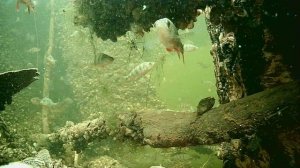 1000004480.mp4Волга гл.2м.18.11.2025г.