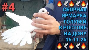 🔥🕊🔥 16.11.25 Сборная ярмарка голубей в Ростове на Дону. Птичий рынок. Часть 4. Pigeons Fair.