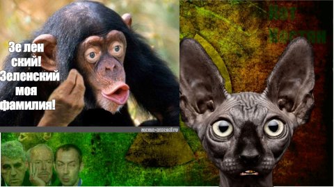 Грызть зубами уже поздно / Кот Костян