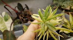 4 ноября 2025г. Моя коллекция растений. Часть 1. Обзор как есть, со всеми плюсами и потерями.