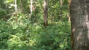 Валежник или не валежник_