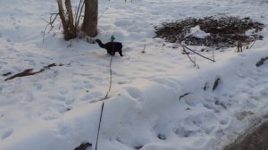 Мишка на обходе.