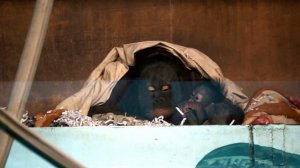 Мама Мишель поиграла с дочкой в прятки, покормила ее и продолжила с Бушель развлекаться.