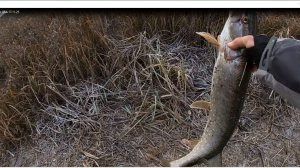 Как поймать  щуку  на мандулу в конце сезона по открытой воде.
