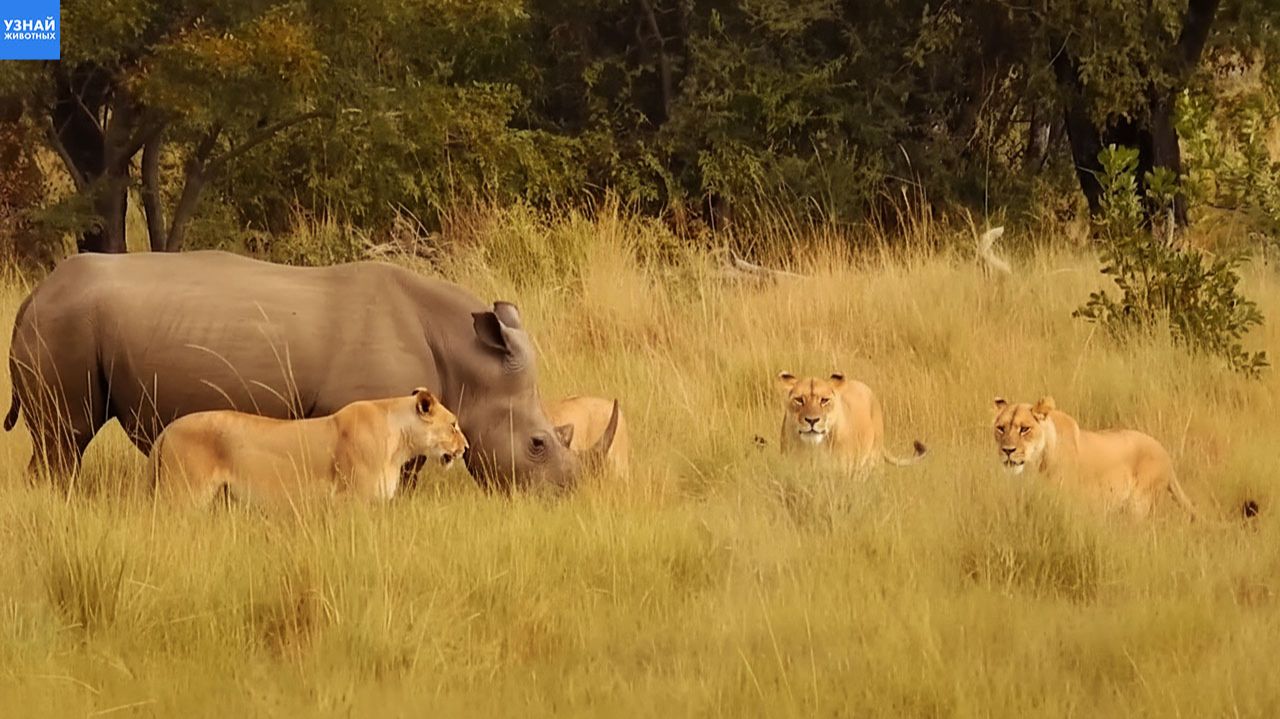 Мама-носорог храбро защищает своего детёныша от голодных львов