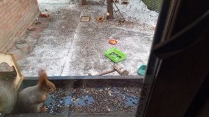 Вторник с дикими зверятами.Карта на корм зверятам 2202 2062 6013 7323