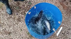 Forest Fishing 18.11.25