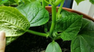 🥒 Как формировать огурцы: партенокарпические и пчелоопыляемые?