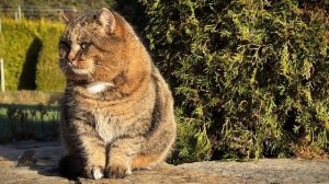 ДНЕВНИК лесного кота Барсика: «Фотосет!»  - 17 ноября 2025 года