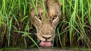 Животные в ПРИРОДЕ под РАССЛАБЛЯЮЩУЮ музыку