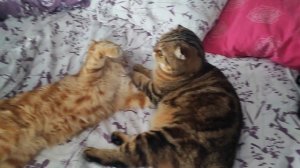 внуча и бабушка