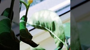 🍋Лимон Мейер зацвел🎉