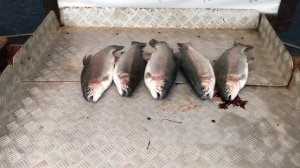 итоговый улов форели