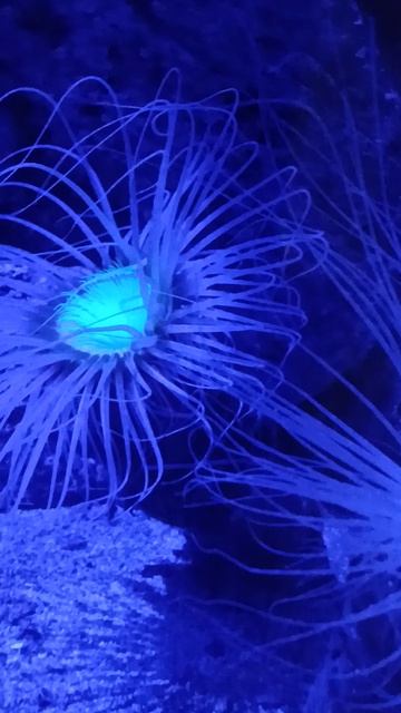 морская красавица