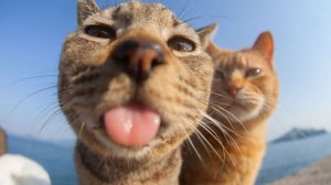 #смешныевидео -240