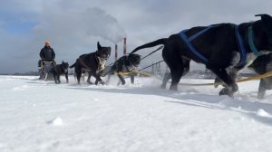 Романтика длинных туров - катание на собачьих упряжках. Архангельск