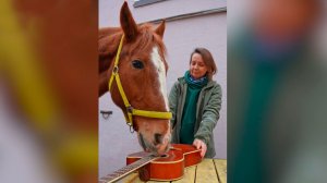 Конь Браслет научился играть на гитаре в Московском зоопарке