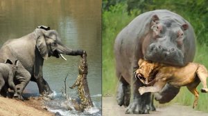 Удивительная Жизнь и Битвы Слонов снятые на Камеру