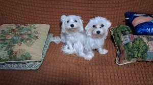 Наши красотки  как всегда...на высоком старте!!!