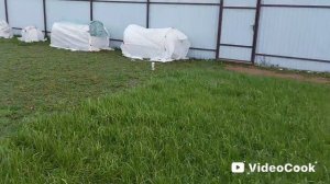 Наши 8,4 сотки❄️Закрываю последние свои розочки перед заморозками.