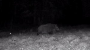 Кабанчики фото ловушка