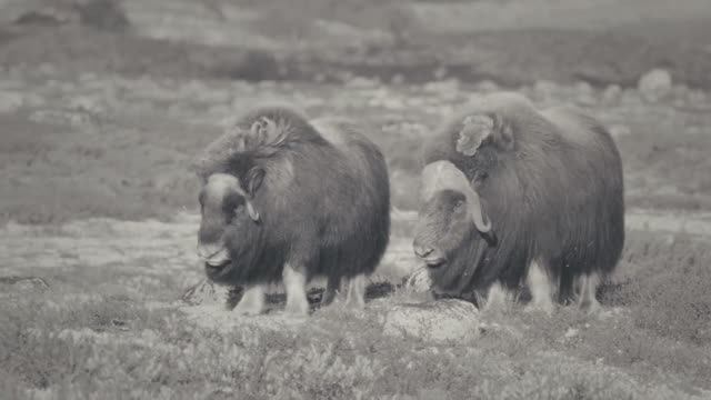 Овцебык во время гона.Животные