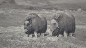 Овцебык во время гона.Животные