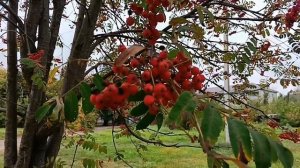 #ах эта осень красные рябины