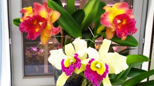 Домашние цветение орхидей. Ароматные орхидеи. Каттлеи и Ринхостилис.
