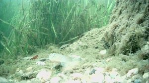 1000005108.mp4Волга гл.1м.18.11.2025г.