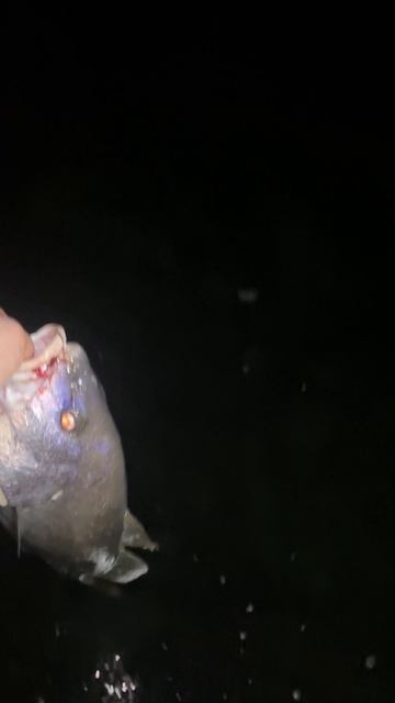 Трофейный горбыль