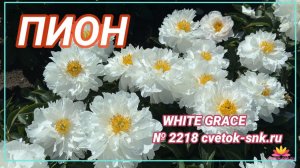Белоснежный травянистый пион "White Grace"/Сад Ворошиловой