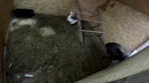 Побить меня хочет ! Страус нападает ! Подруга стала врагом ! ХУТОР В ЛЕСУ №884