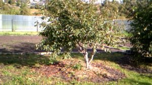 16.9.2016г.  АРХИВ!!!     Осенний 🍂🍂🍂 ОГОРОД!!!👍👍👍      Вишни 🍒🍒🍒и уход за  ВИШНЯМИ!!!