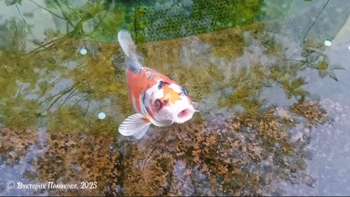В парке Галицкого люди кидают монеты в пруд с японскими карпами кои, для них очень вредно