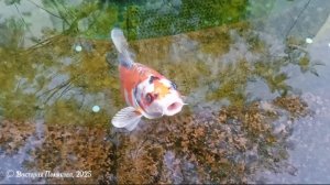 В парке Галицкого люди кидают монеты в пруд с японскими карпами кои, для них очень вредно