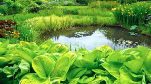 Растения для оформления берега садового водоема.