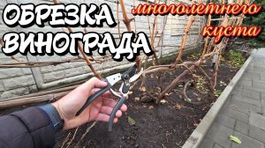 ОБРЕЗКА многолетнего куста ВИНОГРАДА.