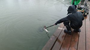 Поимка спорт зона, банан