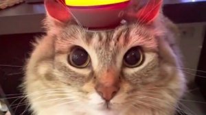 разговорный стрим