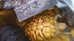 Красноухие черепахи 🐢 18-11-2025. Анекдоты от Алисы, умная колонка.