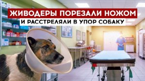 Живодеры порезали ножом и расстреляли в упор собаку