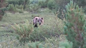 Старый, хромоногий медведь заставил понервничать.