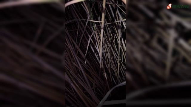 RikaNV: Охота на волка в горах с Магомедом