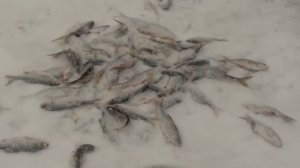 Лучший способ ловли в прудах и озерах зимой!