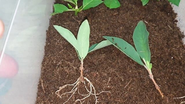 укоренение черенков жимолости смотреть онлайн